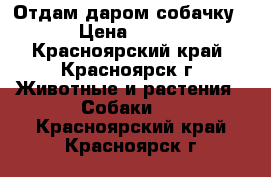 Отдам даром собачку › Цена ­ 100 - Красноярский край, Красноярск г. Животные и растения » Собаки   . Красноярский край,Красноярск г.